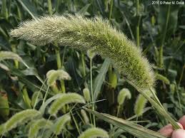 Image result for Setaria