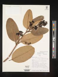 Image result for Ozoroa nitida