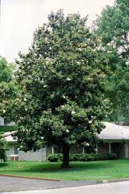 Southern Magnolia Magnolia Trees Southern Magnolia Tree Fast Growing Trees