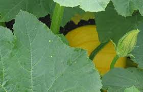 Pumpkins need a long growing season of approximately four to six months depending on where you live. Bbc Gardening Gardening Guides Techniques Grow Pumpkins
