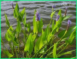 8 Tanaman Air Sebagai Filter Penjernih Kolam Ikan Dunia Fauna Hewan Binatang Tumbuhan Tanaman Kolam Ikan Kolam