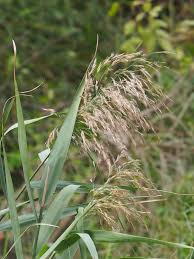 Image result for Phragmites