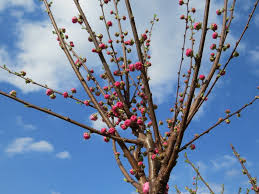 Image result for mandloň trojlaločná