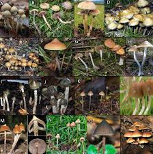 Image result for Psilocybin