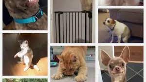 Your dog's i'm so happy you're home dance is real love and so is giving your dog real tasty food like iams so good! Iams Tv Commercial Pet Remix Ispot Tv