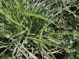 Image result for Pseudopodospermum hispanicum