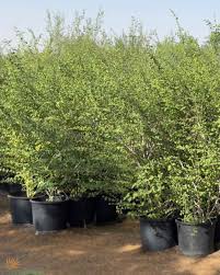 Image result for Grewia microcarpa