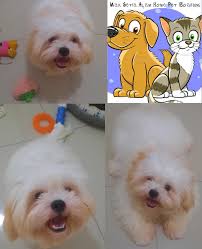 Max Setia Alam Home Pet Boarding