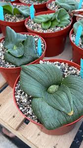 Image result for Dioscorea schimperiana
