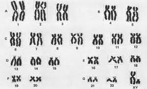 How do i get access to answer keys? Human Karyotypes