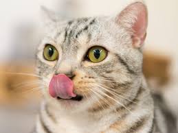 He drinks water but no food, he has diarrea and occassionally thows up yellow bile. Signs Your Dog Or Cat Is Stressed And What You Can Do