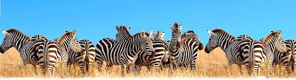 There are three extant species: Live Zoo Webcams Giraffes Zebras And Rhinos