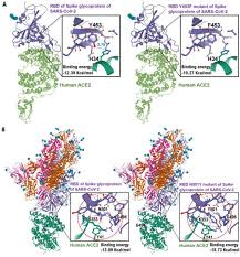 S:n501y has occurred multiple times around the world. Effect Of Rbd Mutations In Spike Glycoprotein Of Sars Cov 2 On Neutralizing Igg Affinity Medrxiv