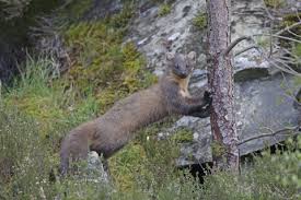 Image result for marten poop