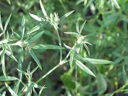 Image result for Stylosanthes