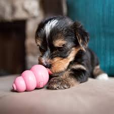 Check spelling or type a new query. Kong Puppy Kong Company