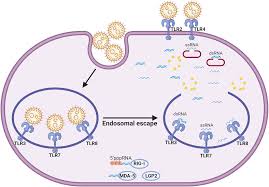 Recent advances in mRNA-LNP therapeutics: immunological and pharmacological  aspects
