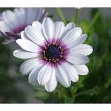 Same day delivery · 20% off all items · from $19.99 40 White African Daisy Flower Seeds Perennial Buy Online In United Arab Emirates At Desertcart Ae Productid 70553089