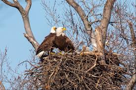 Watch the smøla eagles' nest live! Nesting Eagles Spotted Near Ft Bennett Park Arlnow Com