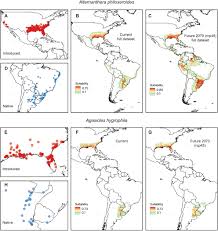 What distribution models of alligator weed in its native and invaded ranges  tell us about its invasion story and biological control