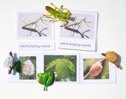 Praying Mantis Life Cycle Facts Diagram Stages Video