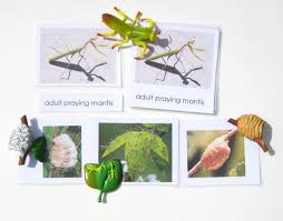 praying mantis life cycle facts diagram stages video