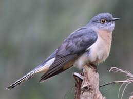 Image result for Priva flabelliformis