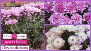 How To Grow Chinese Dwarf Chrysanthemum Flowers With Winter Care Tips Pearl Flower Chrysanthemum Chrysanthemum Flower