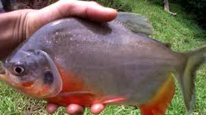 Mengatasi Penyakit pada Ikan Bawal