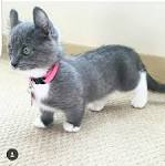 Mary Valley Cattery: Munchkin, Kinkaow and American Curl ...