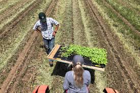 Unlock and expand your fields to make more crops Can California S Organic Vegetable Farmers Unlock The Secrets Of No Till Farming Civil Eats