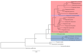 Image result for Harpachne schimperi