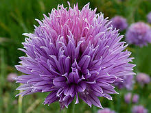 Image result for chives