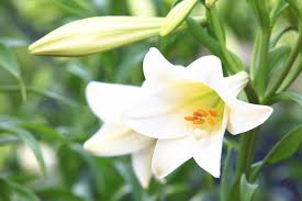May Birth Flower Flower Meaning