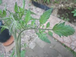 ミニ トマト 窒素 過多