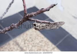 Image result for Convolvulus ocellatus