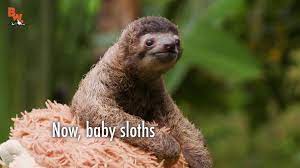 Looking for the best wallpapers? Coyote Peterson Cutest Baby Sloth Ever Facebook