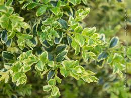 Image result for Buxus acutata