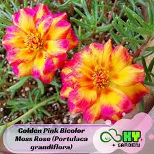 Image result for Portulaca foliosa