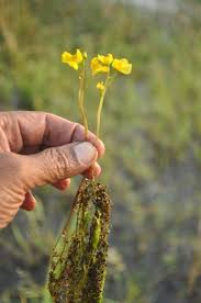 Image result for Utricularia stellaris