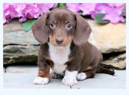 Look at pictures of dachshund puppies who need a home. Can You Pass The Dachshund Puppies For Sale Test Dog Breed