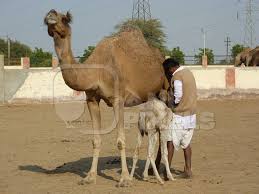 Arabian camels, called dromedaries have only one hump, but both these types of camels use their stored fat as energy and water when they are far away from food and a freshwater source. Baby Camel With Mother And Man At Camel Farm Anipixels