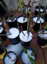 At one time or another, we all overwater our plumeria or you may live in a heavy rainfall area and had flooding problems. February 14 2021 Virtual Meeting Prepare Your Plumerias For Spring Southern California Plumeria Society