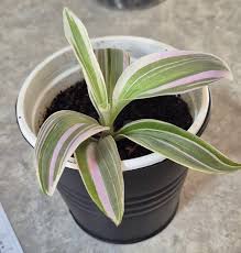 Image result for Anthospermum ammannioides