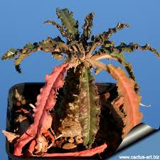Image result for Dorstenia cuspidata