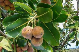 Image result for Calophyllum