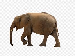 Real Baby Elephant Png Transparent Png 960x628 1024558 Pngfind To view the full png size resolution click on any of the below. real baby elephant png transparent png
