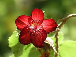 Image result for Abutilon rehmannii