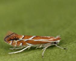 Image result for Phyllonorycter leucographellus