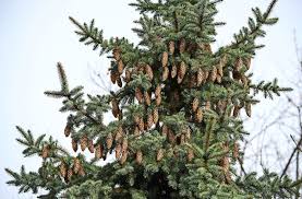 Dieser besagt, dass zum beispiel auf brütende vögel rücksicht zu nehmen ist. Nicht Jeder Baum Darf Gefallt Werden Fallen Erlaubt Bauen Und Wohnen Esslinger Zeitung